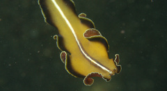 Pseudobiceros flowersi