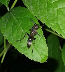 Polybia plebeja