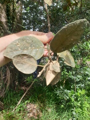 Ficus opposita