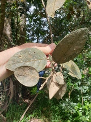 Ficus opposita