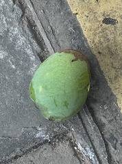 Mangifera indica