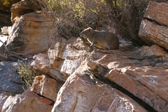 Procavia capensis