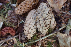 Picea sitchensis