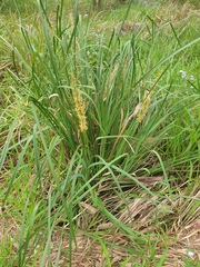 Lomandra hystrix