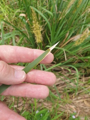 Lomandra hystrix