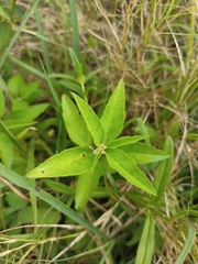 Croton bonplandianus