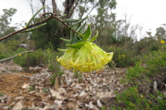 Pimelea suaveolens