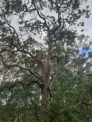 Angophora subvelutina