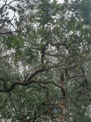 Angophora subvelutina