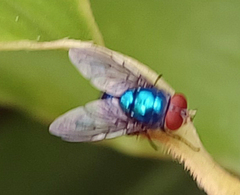 Calliphoridae