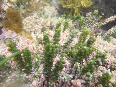 Caulerpa geminata
