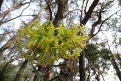 Pimelea suaveolens