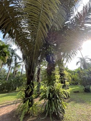 Arenga pinnata