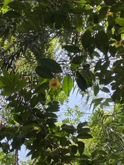 Camellia indochinensis