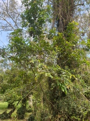 Alectryon tomentosus