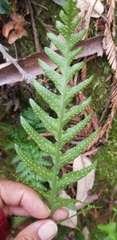 Polypodium calirhiza
