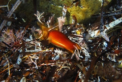 Asymbolus vincenti