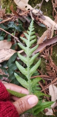Polypodium calirhiza