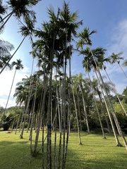Areca concinna