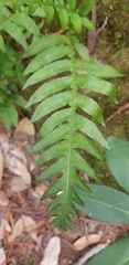 Polypodium calirhiza