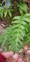Polypodium calirhiza