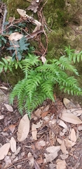 Polypodium calirhiza