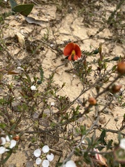 Gompholobium ecostatum