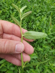 Lobelia concolor
