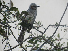 Hypsipetes amaurotis