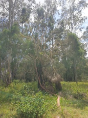 Melaleuca irbyana
