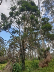 Melaleuca irbyana