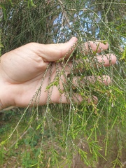 Melaleuca irbyana