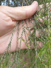 Melaleuca irbyana