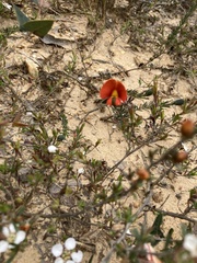 Gompholobium ecostatum