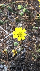 Deinandra paniculata