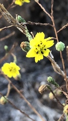 Deinandra paniculata