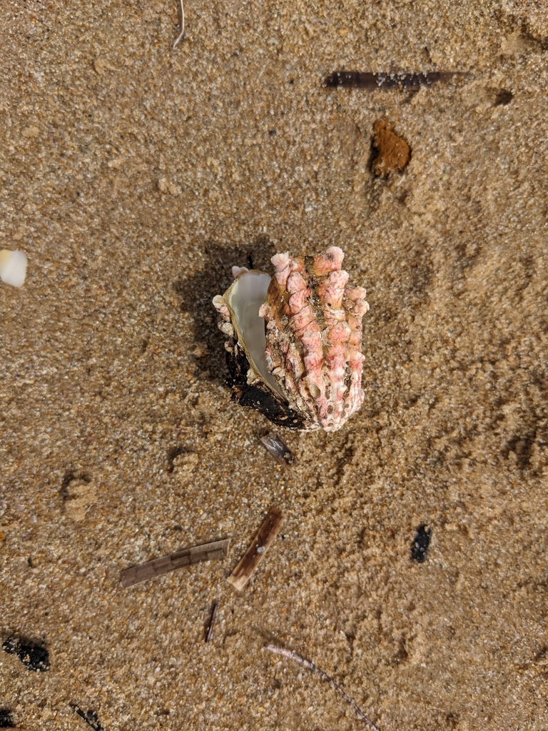 Large-ribbed cardita