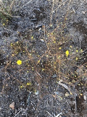 Deinandra paniculata