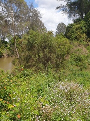 Melaleuca viminalis