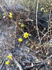 Deinandra paniculata