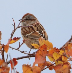 Spizelloides arborea