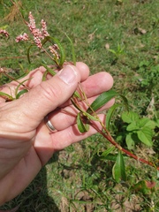 Persicaria decipiens