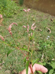 Persicaria decipiens
