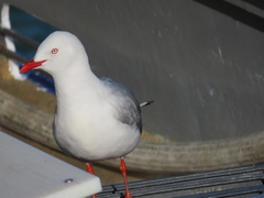 Chroicocephalus novaehollandiae scopulinus