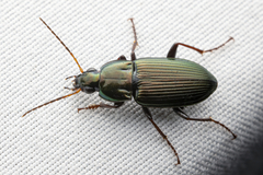 Poecilus chalcites