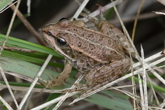 Pelophylax ridibundus