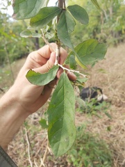 Diospyros senensis