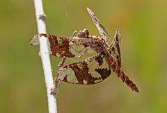 Pseudoleon superbus