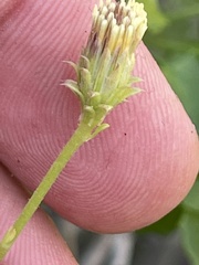 Pleurocoronis laphamioides