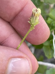 Pleurocoronis laphamioides